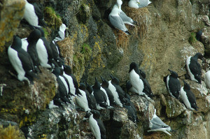 Thick billed Murres, Flickr photo by Don Henise
