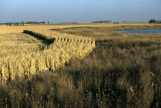 Field border of perennial grasses in MN. Courtesy of NRCS.