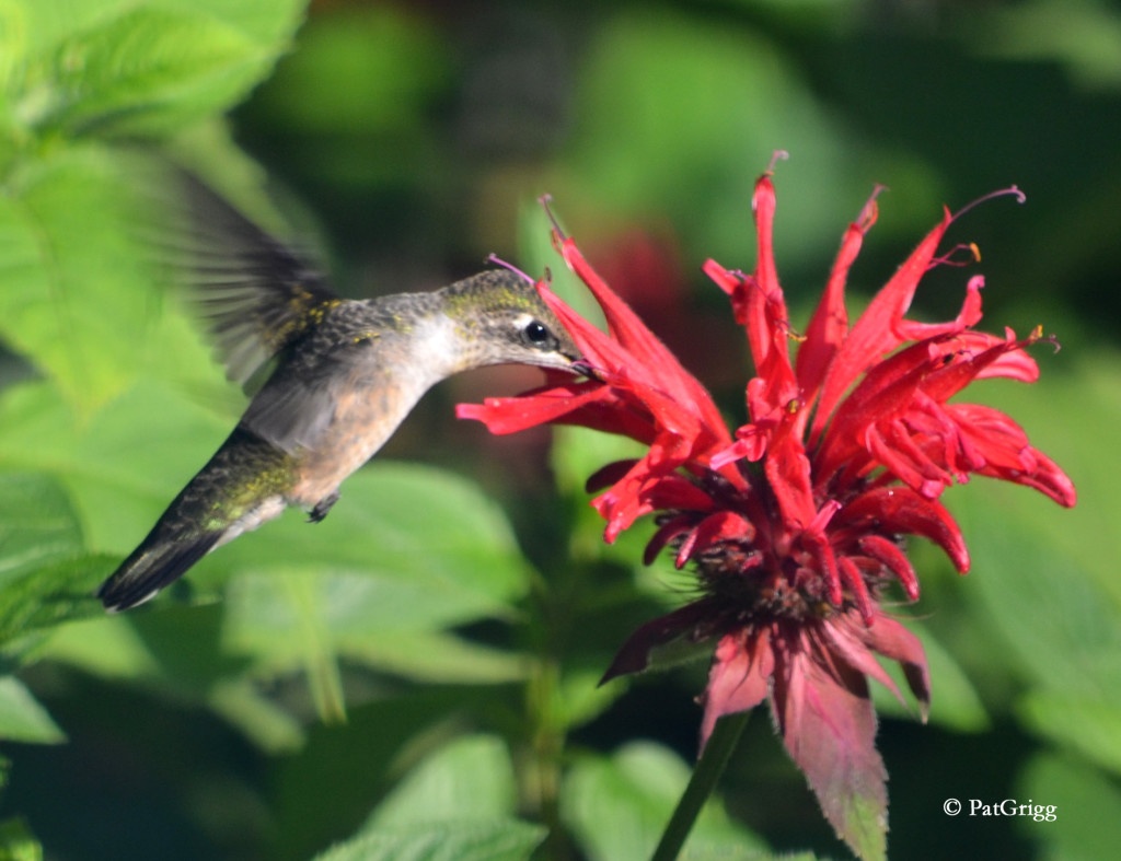 National Gardening Association's Tips on Wildlife Habitat Gardening ...