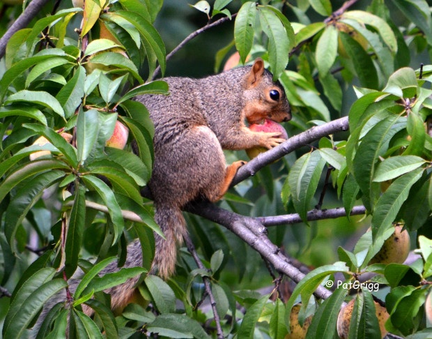 Squirrel feasting on a peach. Photo by .