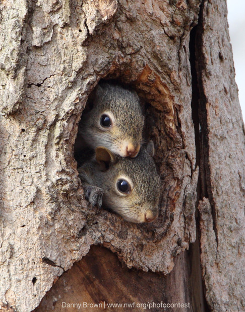 squirrelbabies