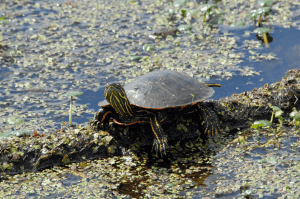 A western painted turtle.  Image via Flickr user Dan Dzurisin