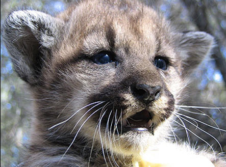 Three Mountain Lion Kittens Killed Trying to Cross the Road in Southern  California • The National Wildlife Federation Blog