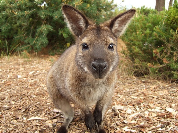 Bennett's wallaby photo by vogmae via Flickr Creative Commons