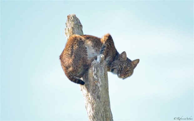 Bobcat in tree snag by Rebecca Sabac
