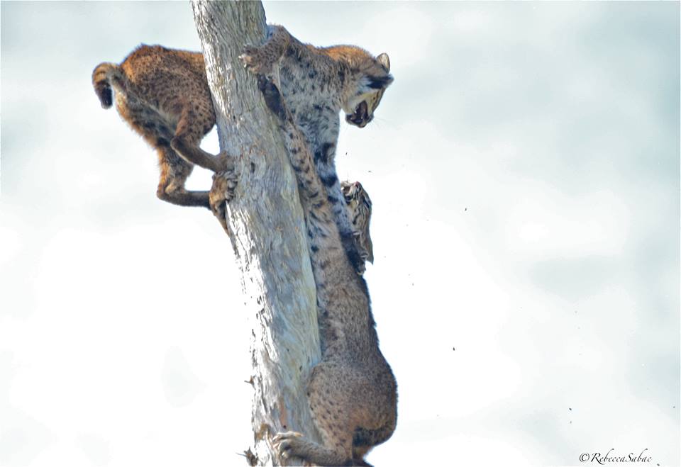 Bobcats fighting in a tree snag Photo by Rebecca Sabac