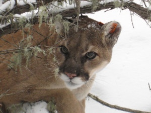 Cougar at Charles Russell Wildlife Refuge in Montana (Flickr/USFWS Mountain-Prairie)