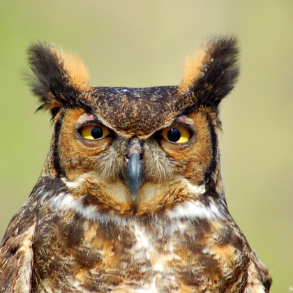 Winter Weather’s Fine for Nesting Great Horned Owls • The National ...