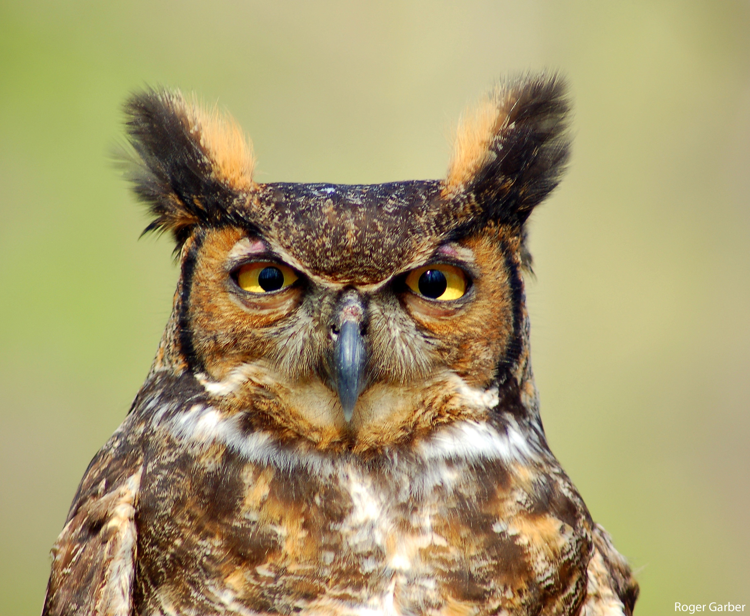 Great Horned Owl by Roger Garber