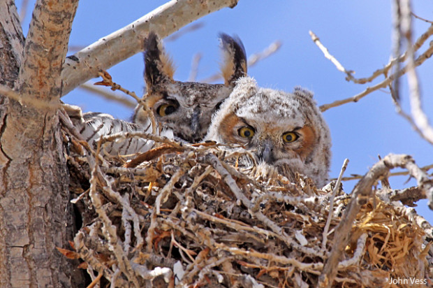 Great Horned Owls by John Vess