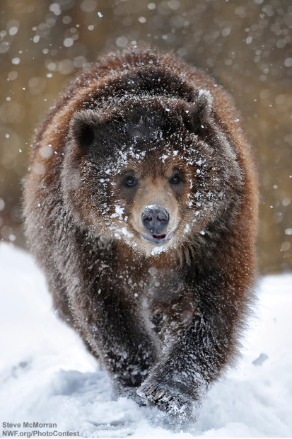 A cub in Yellowstone National Park. Photo by National Wildlife Photo Contest entrant Steve McMorran.