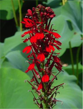 Lobelia cardinalis, via American Beauties.