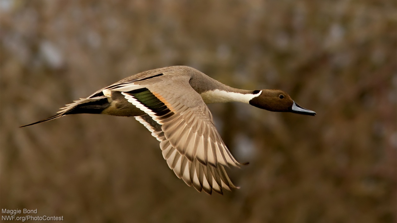 The Untitled Goose Blog - The National Wildlife Federation Blog