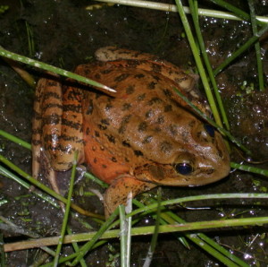 A threatened Red Legged Frog, whose habitat was saved by NEPA review. Flickr photo by Robert Fletcher