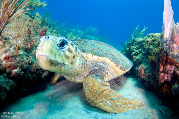National Wildlife Photo Contest entrant Tyler MacDonald donated this photo of a loggerhead sea turtle, taken off the coast of Florida.