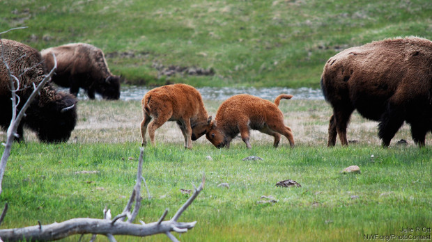 Yellowstone bison calves playing. Photo donated by National Wildlife Photo Contest entrant Julie R Ott.