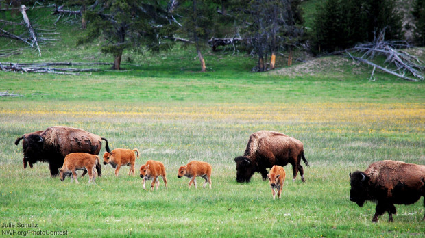 Yellowstone bison and calves. Photo donated by National Wildlife Photo Contest entrant Julie Schultz.