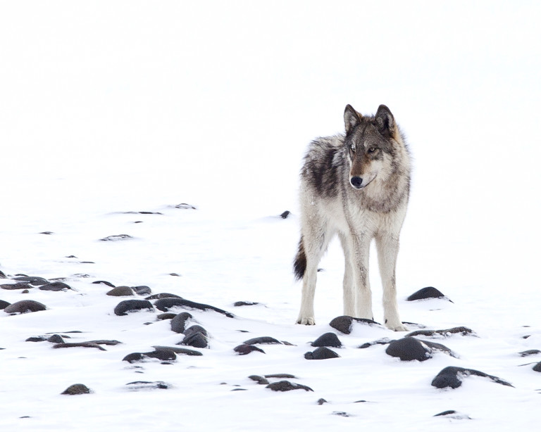 ﻿4 Animals Explain Why the Keystone XL Pipeline Would be Terrible - The ...