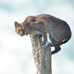 Bobcat in a tree by Rebecca Sabac