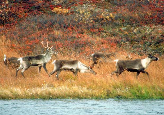 The loss of boreal forest habitat from tar sands development puts the survival of thousands of Alberta woodland caribou at risk.
