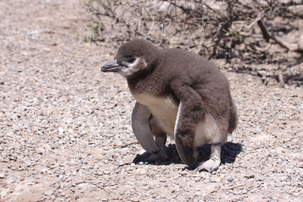 A Magellanic Penguin chick, Flickr photo by dfaudler.