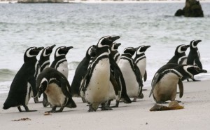 A group of Magellanic Penguins, Flickr photo by Chris Pearson