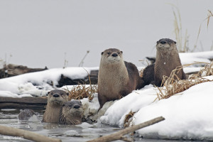 River otters are found in many North Carolina rivers. Photo via USFWS