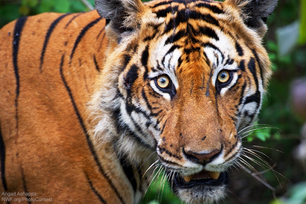 Climate Change Threatens Our Big Cat Mascots - The National Wildlife ...