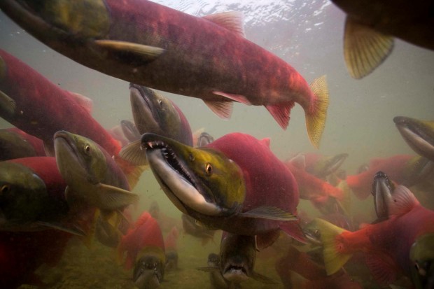 Bristol Bay, Alaska, is home to the world's largest sockeye salmon run. Michael Melford photo for the Renewable Resources Foundation