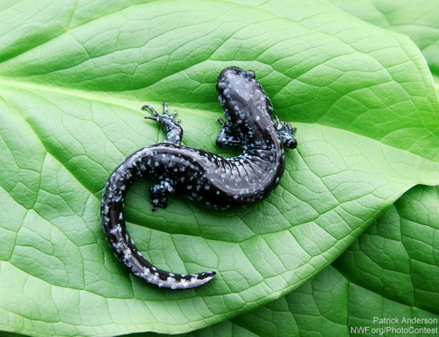 Blue-spotted salamander photo donated by National Wildlife Photo Contest entrant Patrick Anderson.