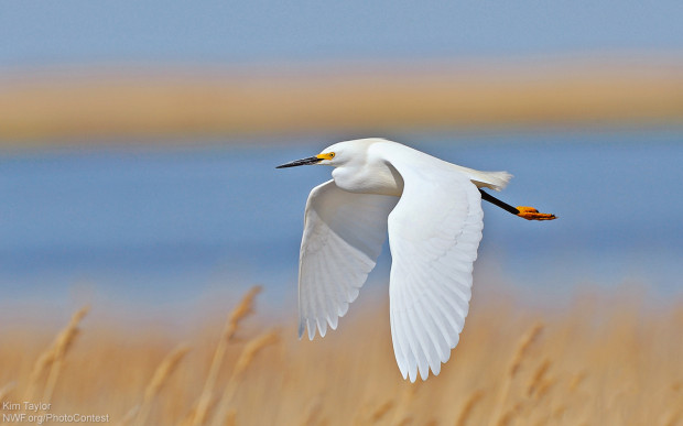 An egret in flight over the Bombay Hooke National Wildlife Refuge. Photo donated by National Wildlife Photo Contest entrant Kim Taylor.