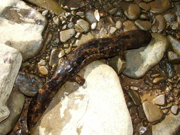 Hellbender salamander photo by Flickr user David Kazyak.