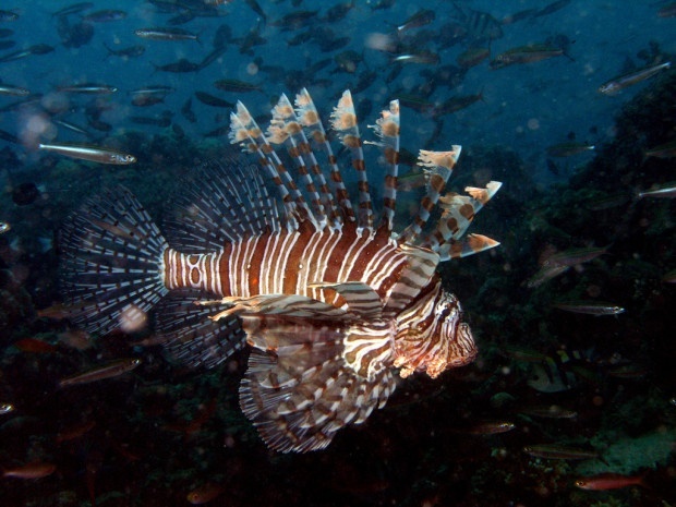 Lionfish - NOAA - FlickR