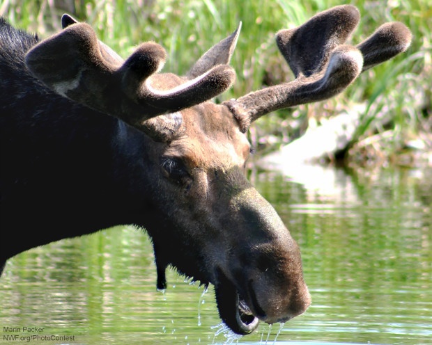 Warming winters are allowing parasitic ticks to thrive, likely resulting in declining moose populations in several states. Photo donated by National Wildlife Photo Contest entrant Marin Packer.