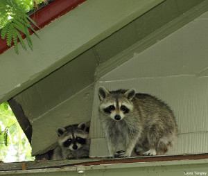 Raccoons by Laura Tangley