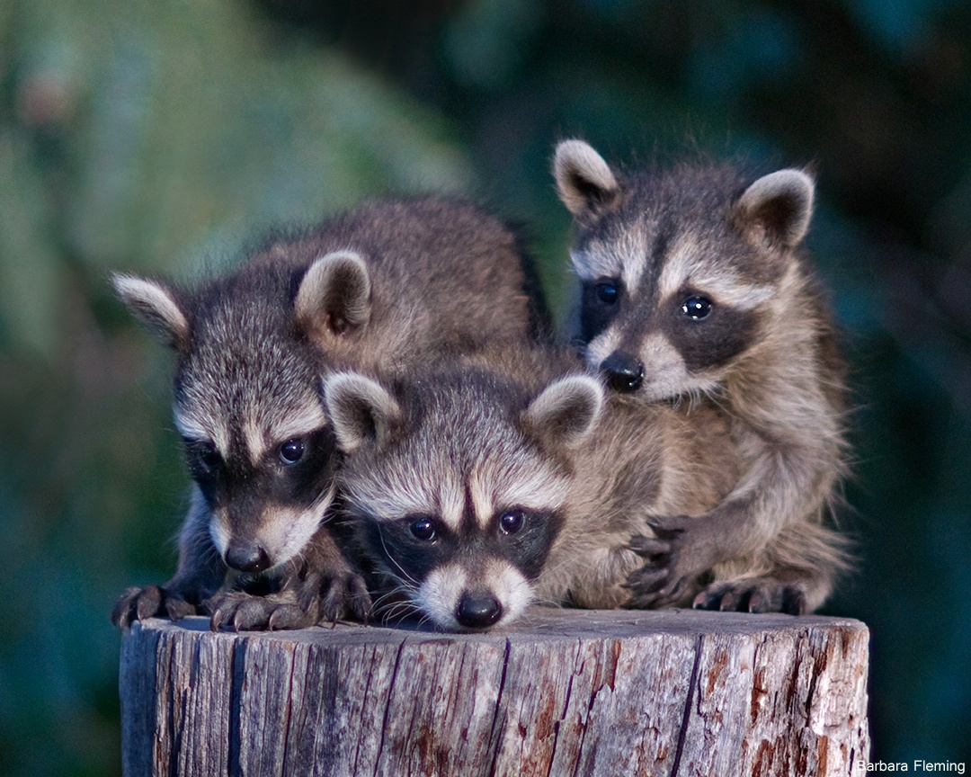 How to Keep Wild Raccoons Wild - The National Wildlife Federation Blog