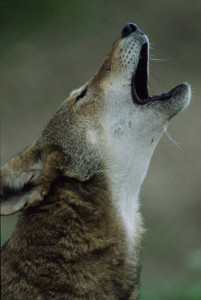 A red wolf howling. Flickr photo by USFWS