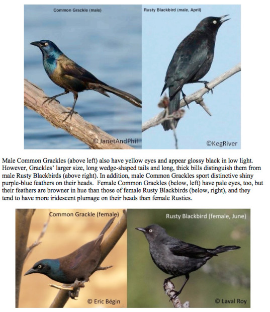 Common Grackle vs. Rusty Blackbird 