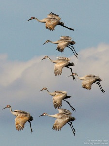 Sandhill cranes are one of the many species that are impacted by tar sands development. Photo by Myrna Erler Bradshaw.
