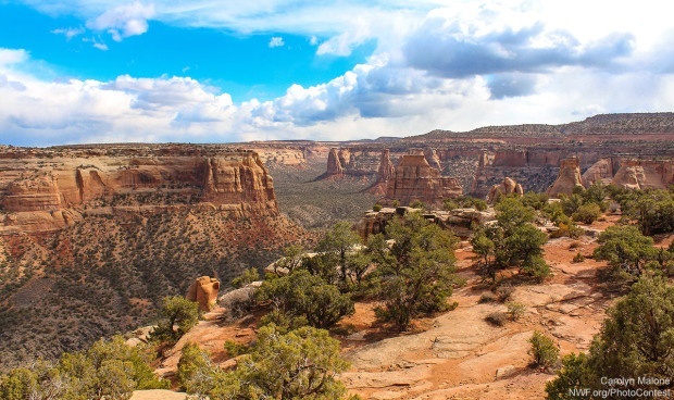 Wedding Canyon, in Colorado National Monument. Photo donated by National Wildlife Photo Contest entrant Carolyn Malone.