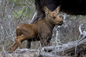 baby moose