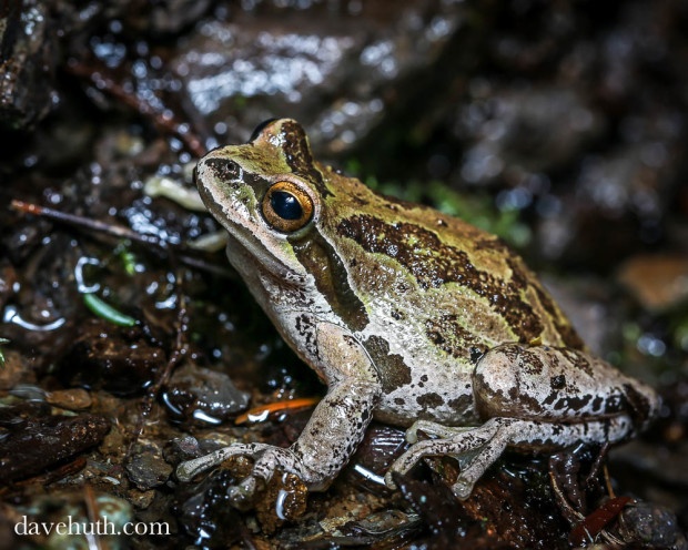 Pacific chorus frog by Dave Huth.