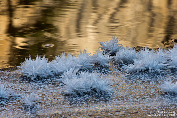 Ice crystals by Mark Zborowski.