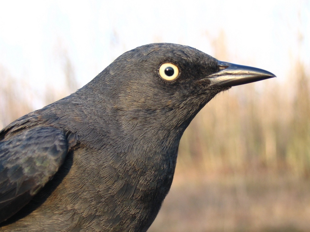 Adult female Rusty Blackbird