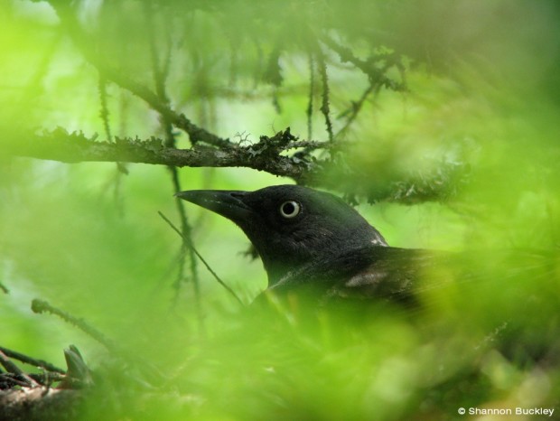 A Rusty Blackbird through the trees. Photo: Copyright Shannon Buckley. 
