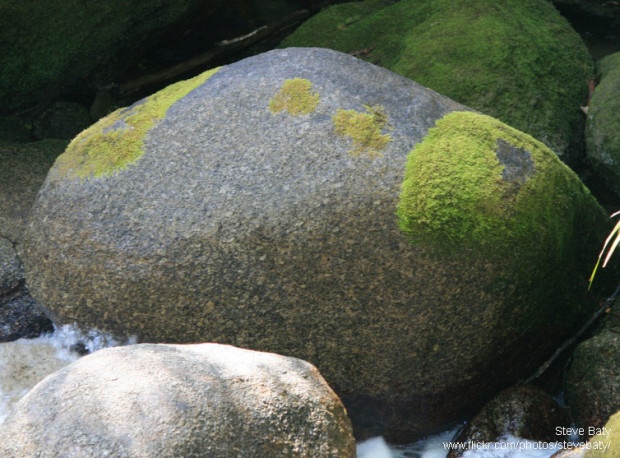 Mossy boulder by Steve Baty