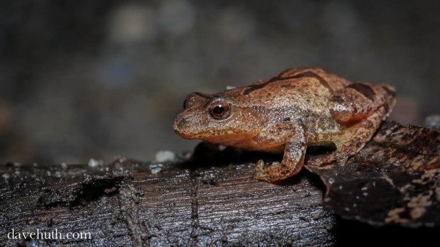 Spring peeper by Dave Huth.