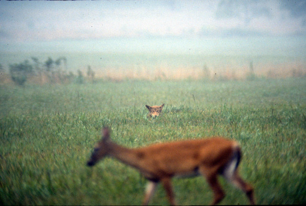 A red wolf tracking prey Flickr photo by B. Crawford USFWS