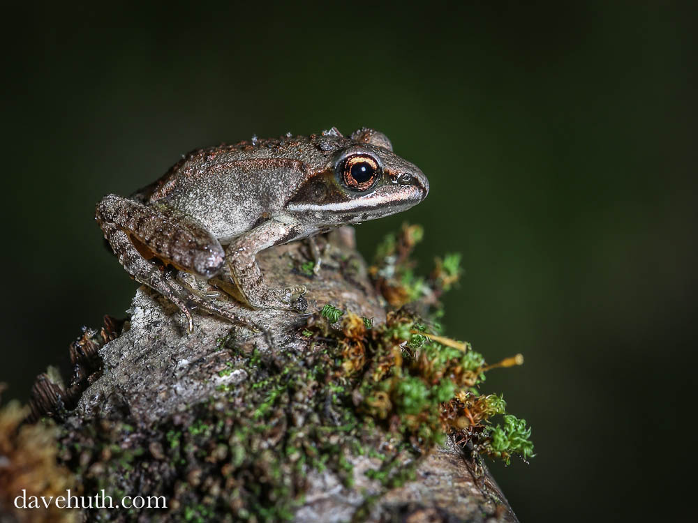 Wood frog by Dave Huth.