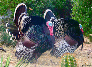 Mitzi Jones captured these two male Gould's turkeys strutting in her backyard in the Huachuca Mountains of southeast Arizona.